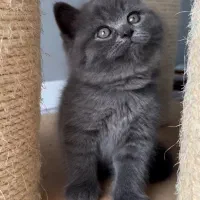 واگذاری گربه اسکاتیش اصیل