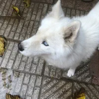 سگ گمشده|حیوانات|تبریز, |دیوار