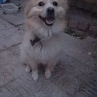 سگ پامر ماده