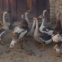 جوجه لاری اصیل افغان بوقلمون قوغاز|حیوانات مزرعه|هیرمند, |دیوار