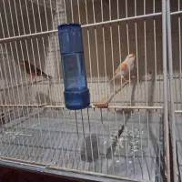 نر اگات سرخ و ماده موزاییکی اورجینال|پرنده|مشهد, بهارستان|دیوار