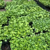 نشاء هندوانهB32پرو