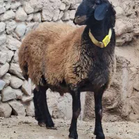 بره قوچ افشار هترو