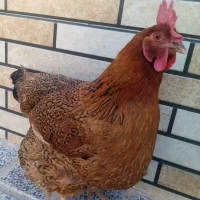 مرغ تخم‌ گذار