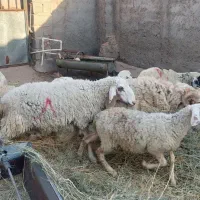 بره نر گوسفند نر
