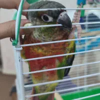 گرینچیک سخنگو