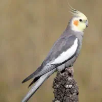 قبولی واگذاری انواع پرنده