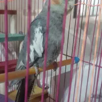 مرغ عروس