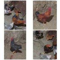خروس جوان