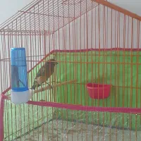 قناری سبز دارچینی مست خون نر