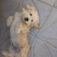 سگ شیتزو|سگ|سروستان, |دیوار