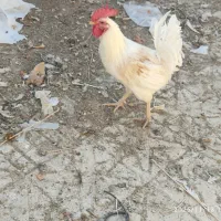 فروش دو عدد خروس|پرنده|باشت, |دیوار