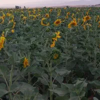 آفتاب گردان S400