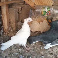 کفترشب بالامونده