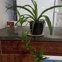 گل گیاه