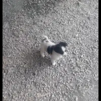 واگذاری توله پکینز