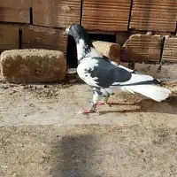 ابلغ سیا درجه یک آس