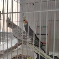 جفت عروس هلندی کار داده با قفس و لوازم رایگان