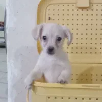 سگ اشپیتز با هوش