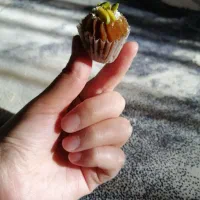 حلوا و خرما