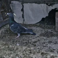 دوبر سرعتی|پرنده|اردبیل, |دیوار