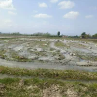 شالیزار 3500 متر