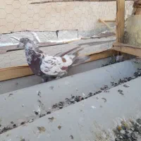 یک طوق کبوترقلمکارماده