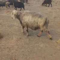 بزغاله نر وقوچ|حیوانات مزرعه|سمیرم, |دیوار