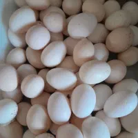 تخم مرغ نطفه دار وخوراکی