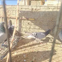 کبوتر|پرنده|اصفهان, جاوان|دیوار