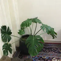 گل برگ انجیری