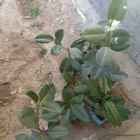 گل فیکوس|گل و گیاه طبیعی|قره قوین, |دیوار