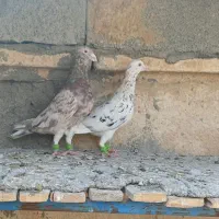 سرور زرد (پلاکی )دورگ