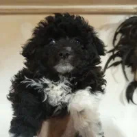 توله پودل سایزصفر کوچیک|سگ|تهران, گلستان (شهرک راه آهن)|دیوار