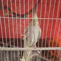 فروش عروس هلندی نر و ماده