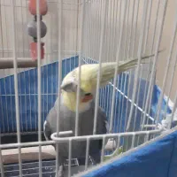 طوطی عروس نر سخنگو