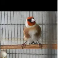 سهره مست مست بخوان