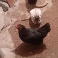 مرغ جوان|حیوانات مزرعه|پاوه, |دیوار