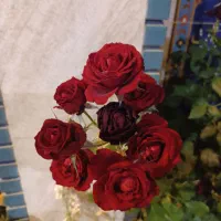 نیرو جهت کار در کافه قهوه شرف آباد