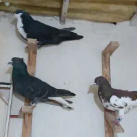 کفتر صید رنگی بوم قلدر کرباتی خال شیرازی دم سفید