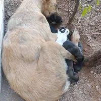 سگ نگهبان با 8 تا توله