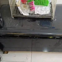 قفس با کل تجهیزات