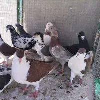 کفتر صید 13تا دونه 200تومن تکی نمی‌دم