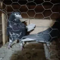 افشون ترتمیز|پرنده|مبارکه, |دیوار