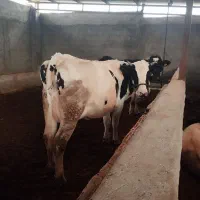 گاو شکم اول نخلی|حیوانات مزرعه|نجفآباد, یزدانشهر|دیوار