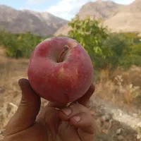 سیب زرد و سیب قرمز ارگانیک تنگه واشی