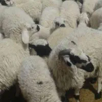 دامداری و گوسفندزنده ی دشت مغان|حیوانات مزرعه|کرج, دهقان ویلا|دیوار