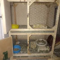 کوتوله قفس چوبی|پرنده|مشهد, ایوان|دیوار