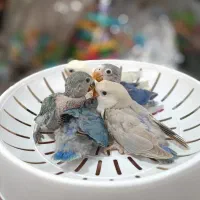 سرلاکی راهب شاه طوطی کوتوله گرینچیک عروس|پرنده|خمینیشهر, |دیوار