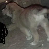 توله سگ|سگ|اسفراین, |دیوار